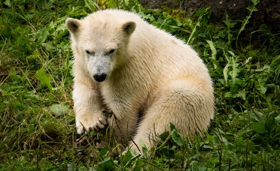 Knut: betekenis en online context in Noord-Holland
