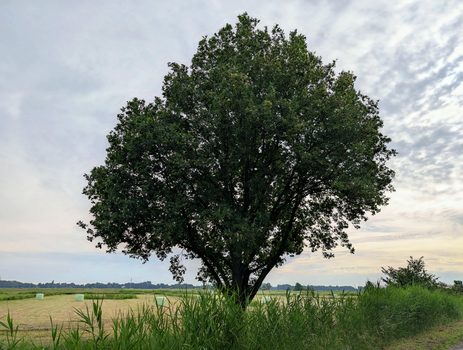 Likdoorn: herkennen, zelf behandelen en voorkomen in Noordholland